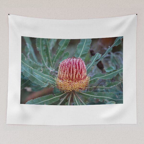 Item preview, Firewood Banksia (Banksia menziesii) designed and sold by DPalmer.