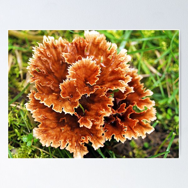 Item preview, Splash of Orange - (Podoscypha petalodes) designed and sold by Bev Pascoe.