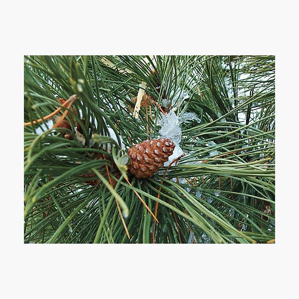 Item preview, Cone of the Pine Variety designed and sold by TheArtImp.