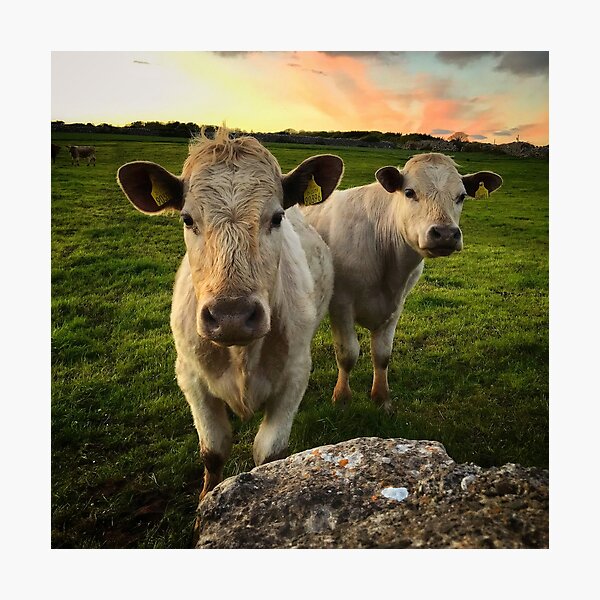 Sunset Cows Photographic Print