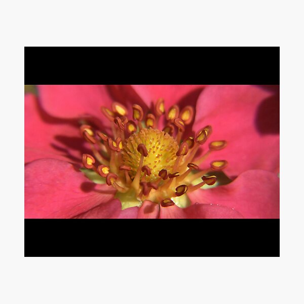The Meeting Photographic Print