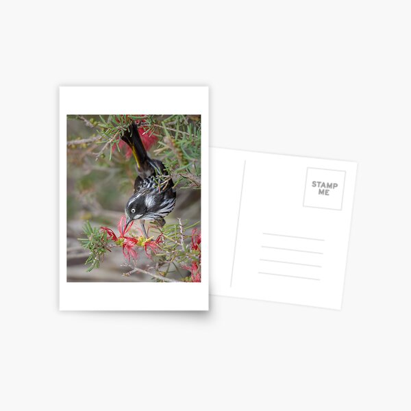 Item preview, Honeyeater Dipping designed and sold by Kim Wormald  ~  lirralirra.