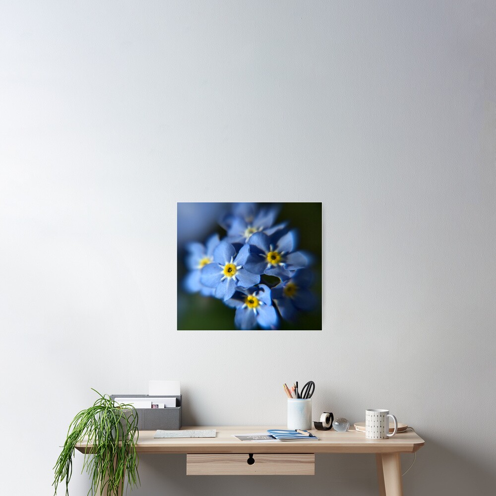 Forget-Me-Not Poster