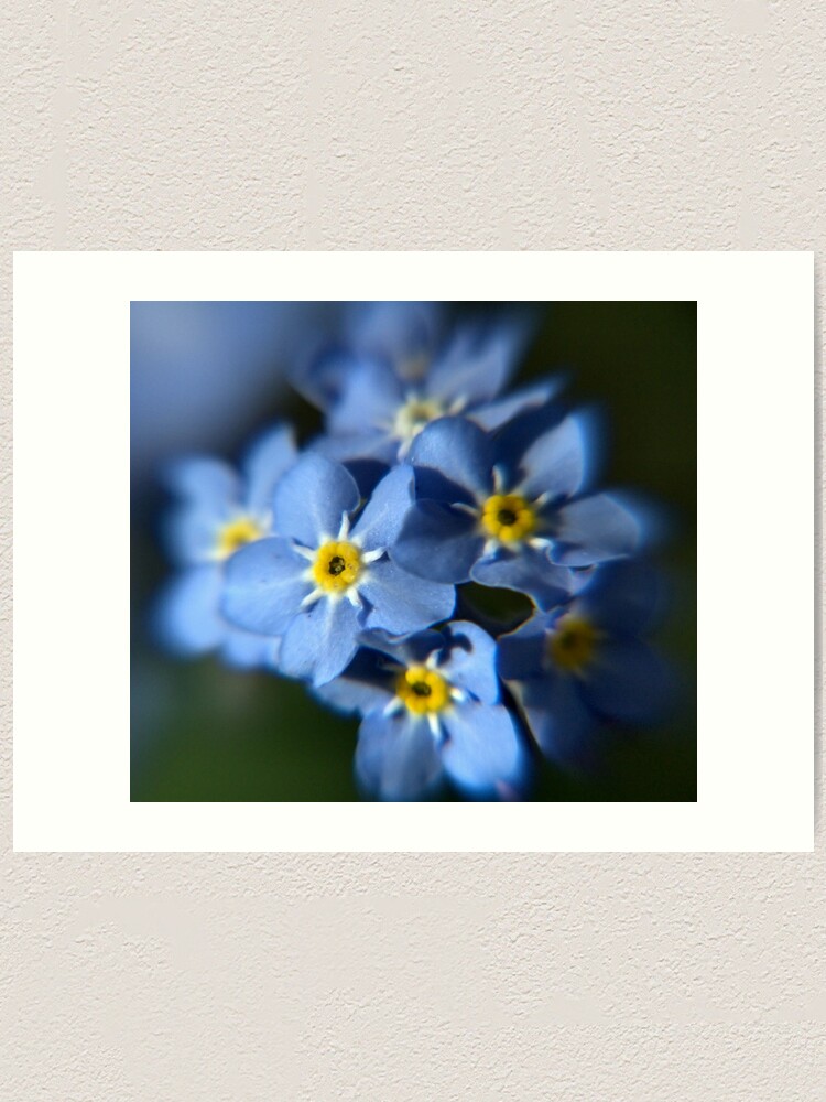 Alternate view of Forget-Me-Not Art Print