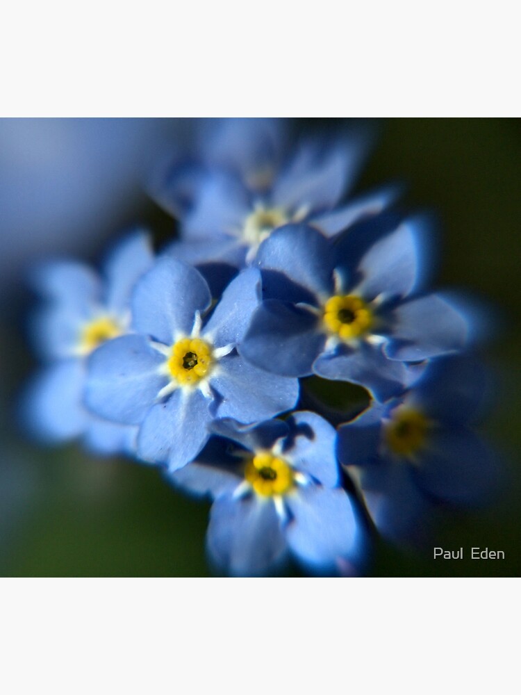 Thumbnail 3 of 3, Poster, Forget-Me-Not designed and sold by Paul Eden.