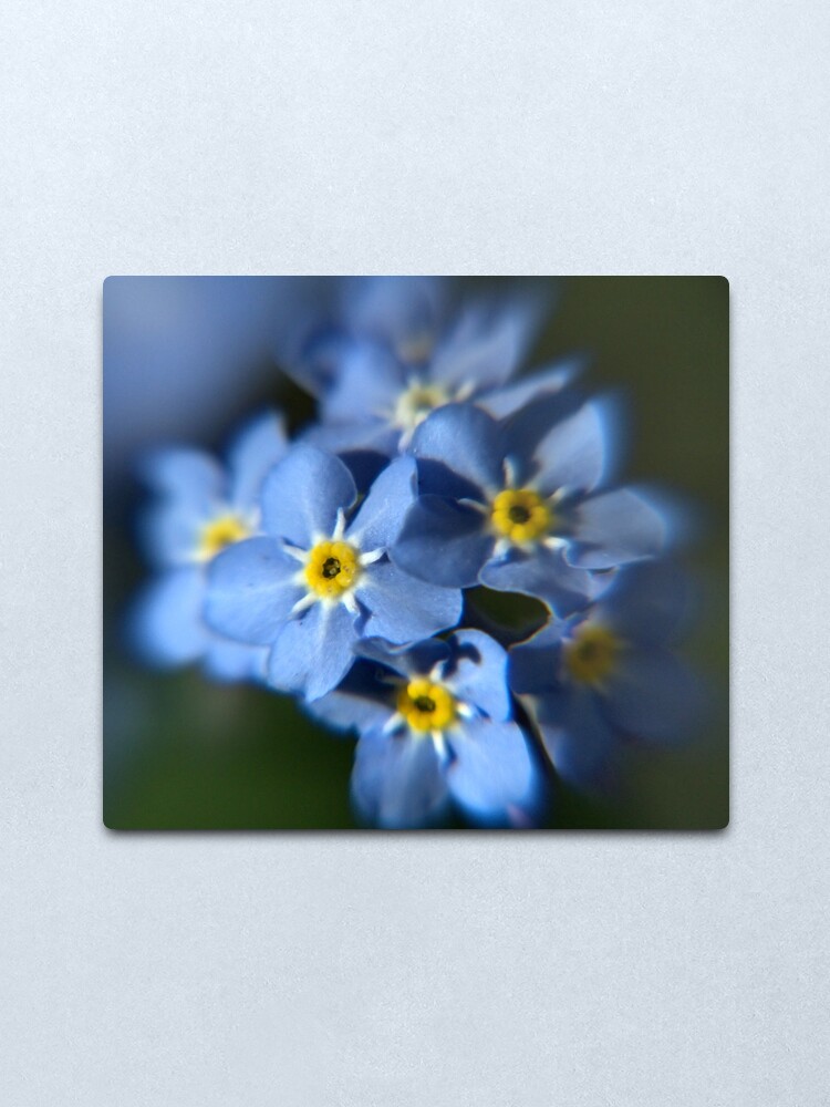 Alternate view of Forget-Me-Not Metal Print