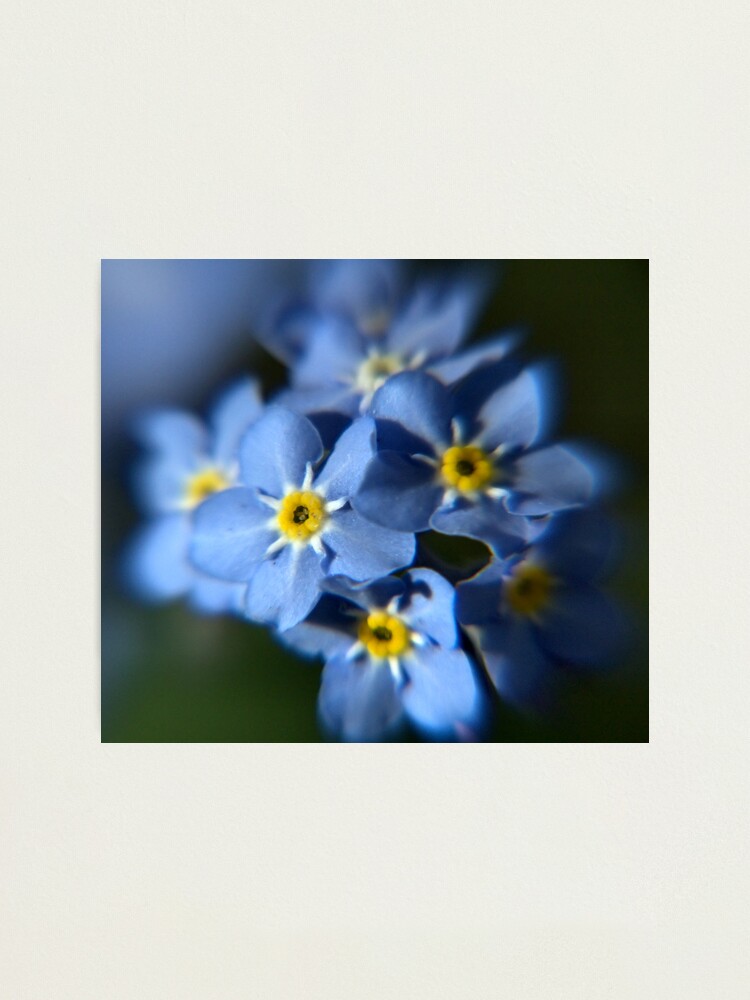Alternate view of Forget-Me-Not Photographic Print