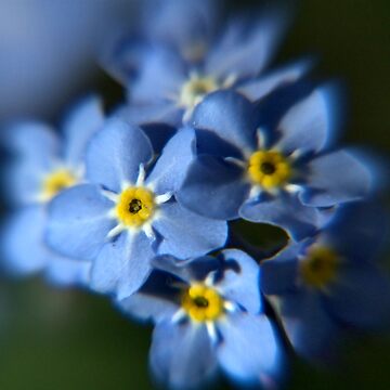 Artwork thumbnail, Forget-Me-Not by pauleden