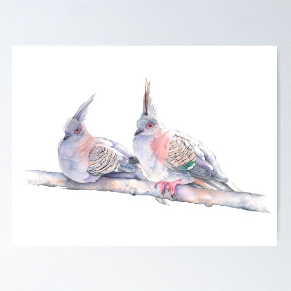Crested Pigeons Watercolour Poster