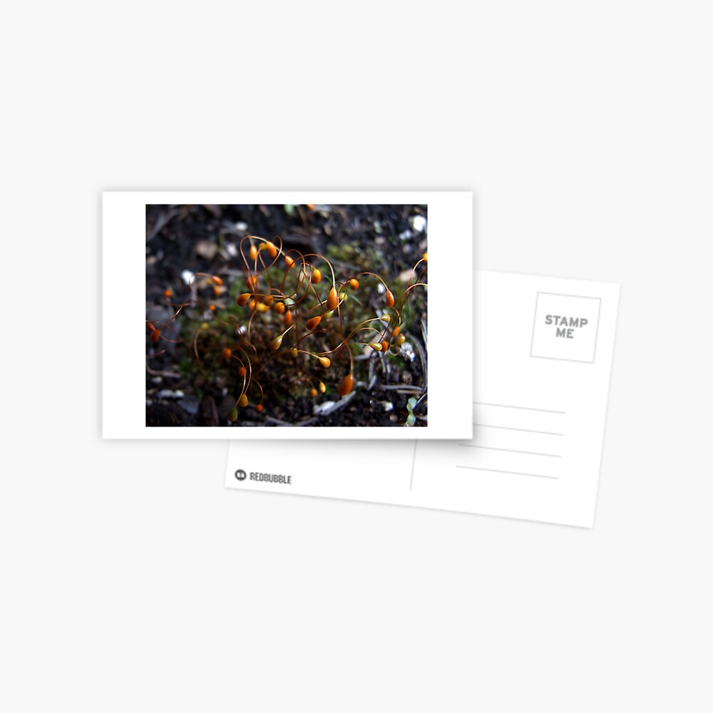 Moss Tendrils Postcard