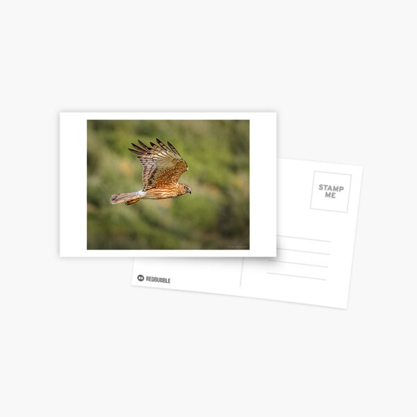 Item preview, Swamp Harrier in Flight designed and sold by Kim Wormald  ~  lirralirra.