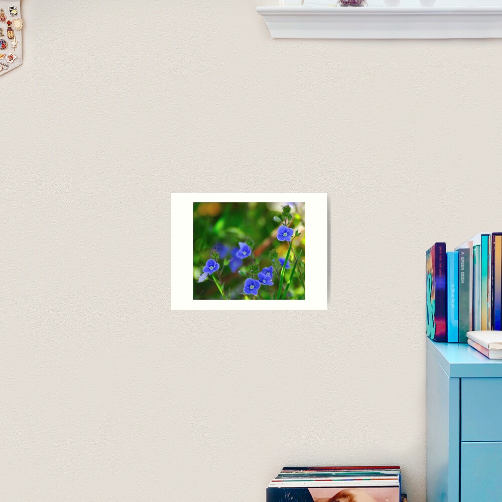 Speedwell Art Print