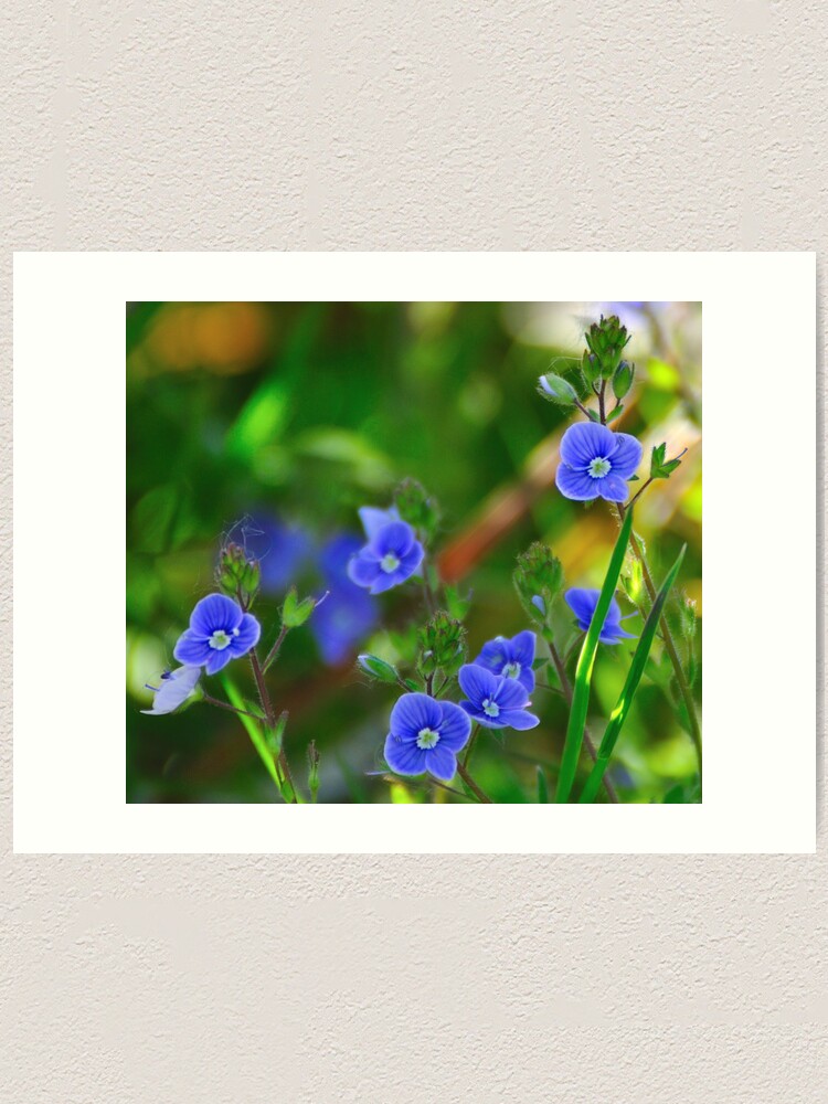 Alternate view of Speedwell Art Print