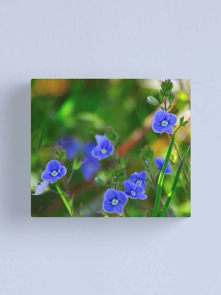 Alternate view of Speedwell Canvas Print