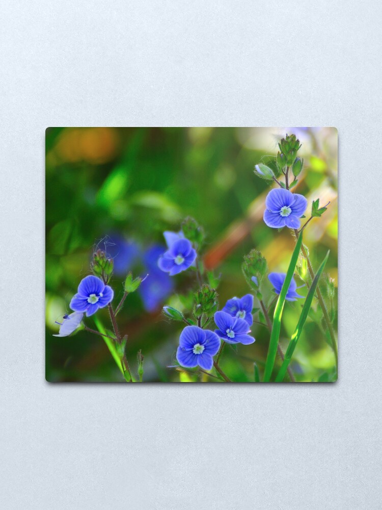 Alternate view of Speedwell Metal Print