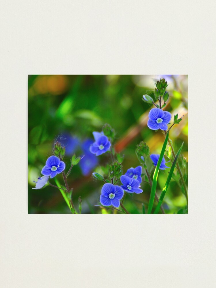 Alternate view of Speedwell Photographic Print
