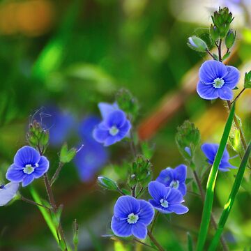 Artwork thumbnail, Speedwell by pauleden