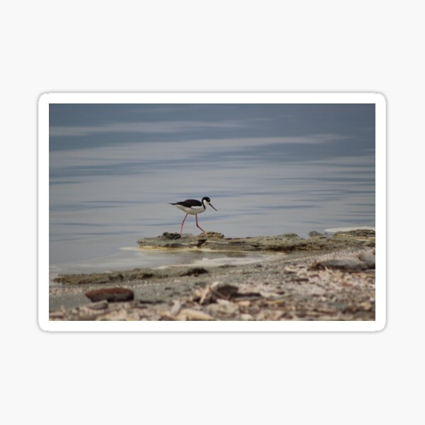 Black Neck Stilt at North Shore Salton Sea 2 Glossy Sticker