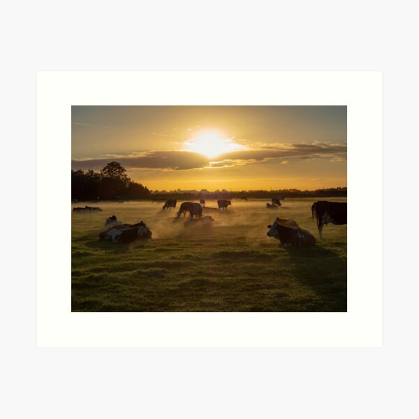 Cows in the fog Art Print