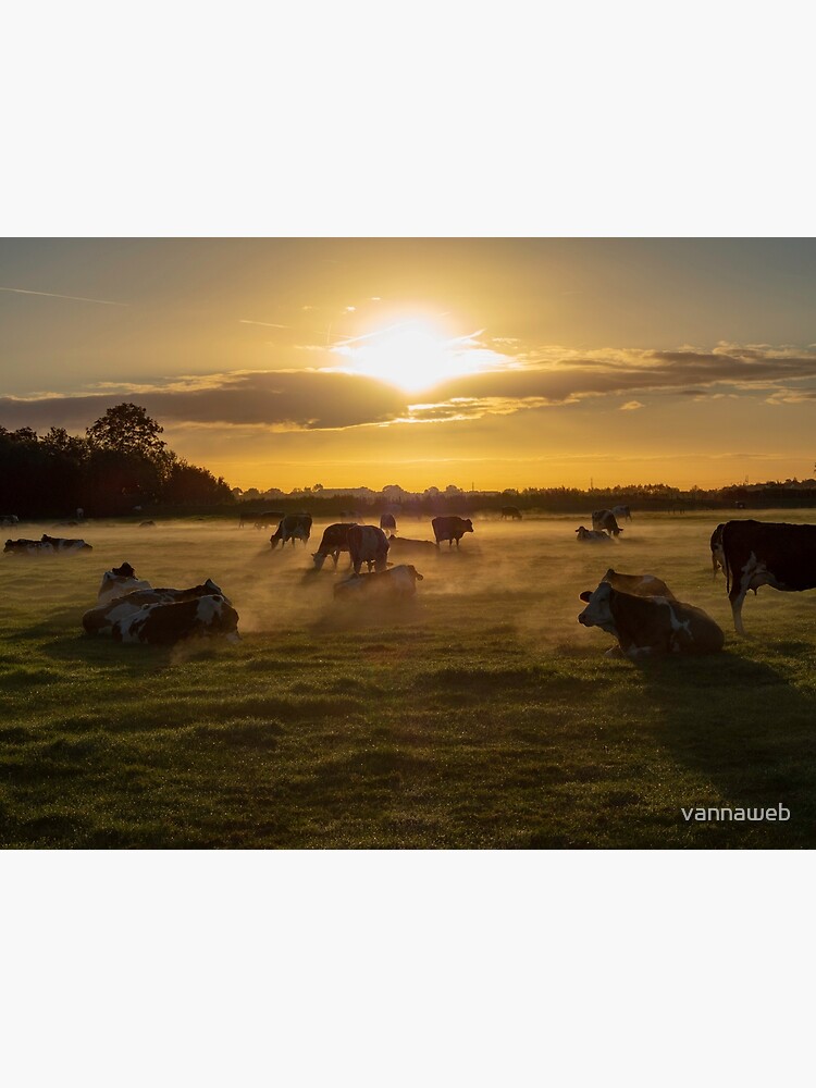 Cows in the fog by vannaweb