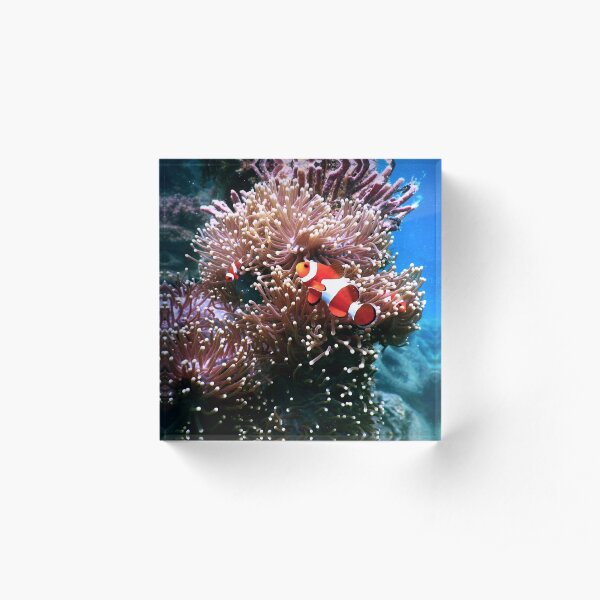 Tropical Undersea Anemone Sea Life Acrylic Block