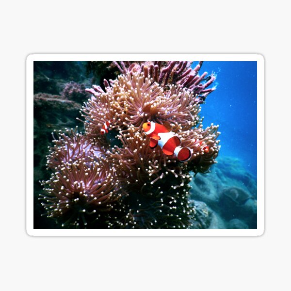 Tropical Undersea Anemone Sea Life Sticker