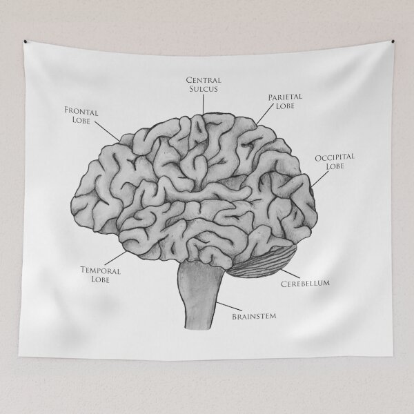 Item preview, Scientific Brain Illustration designed and sold by BundaBear.