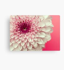 Pink & White Chrysanthemum Canvas Print