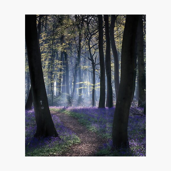 Item preview, Misty Spring Woodlands designed and sold by Ceri Jones.