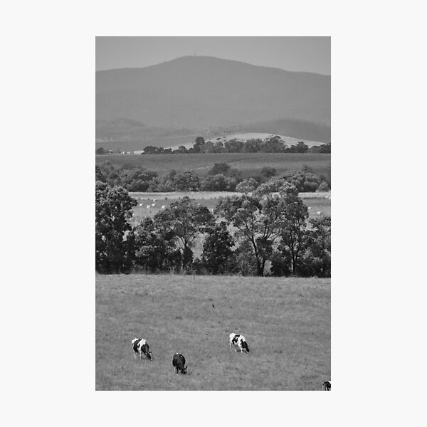 Chewing the grass Photographic Print