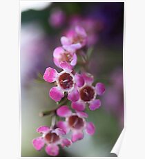Pink Flowers Macro Poster