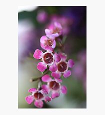 Pink Flowers Macro Photographic Print