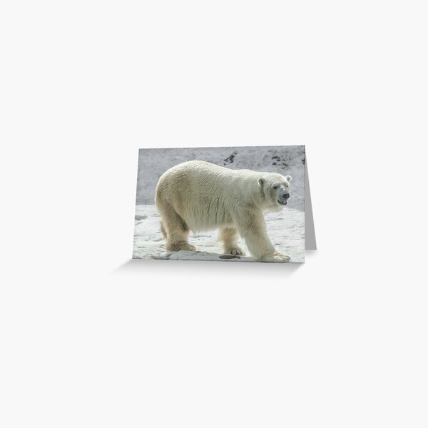 Ice bear night moon aceo polar bear black red roses flower ursus maritimus origi 
