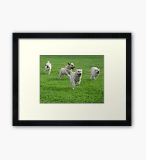 Multi Lab Framed Print