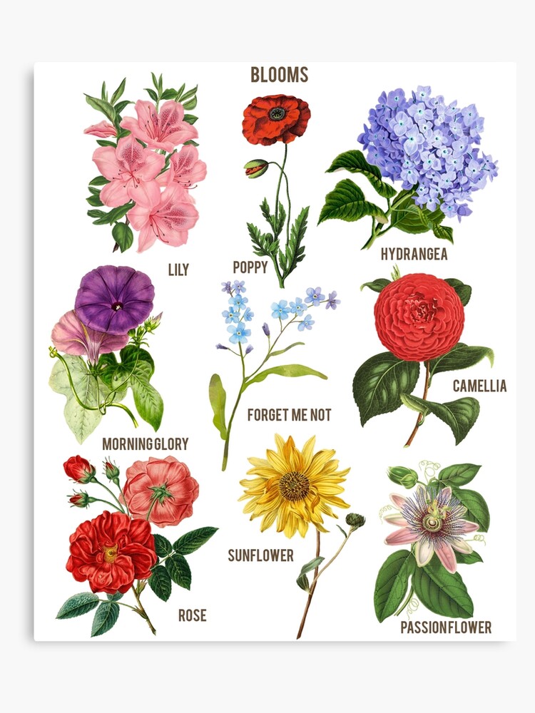 Botanical Chart Print