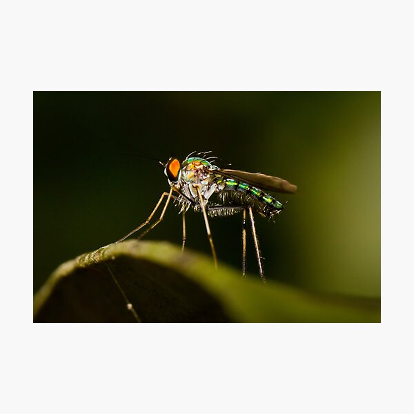 Item preview, Dolichopodid Fly designed and sold by Jason Asher.