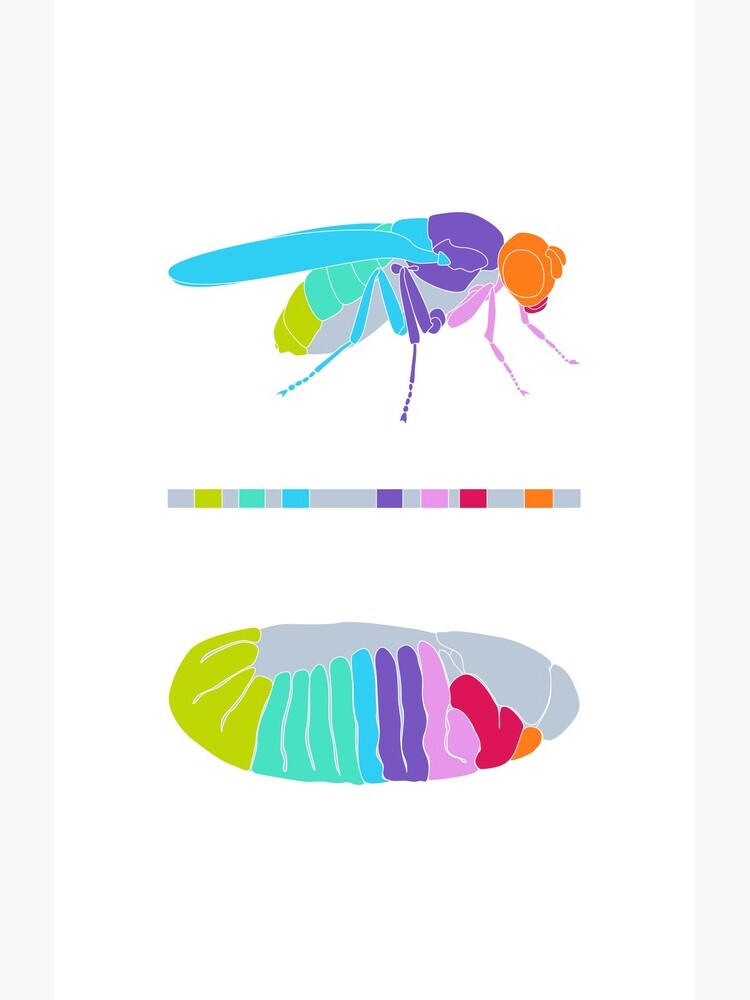 Drosophila Hox Genes by thevexedmuddler