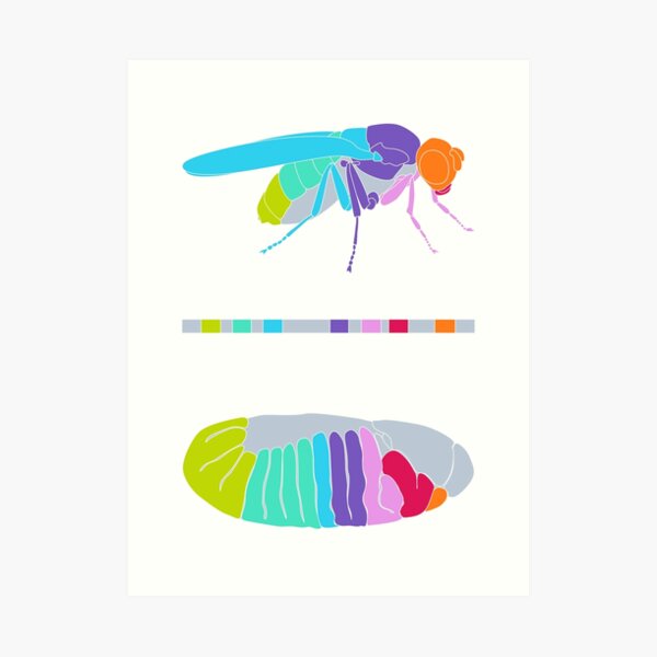 Drosophila Hox Genes Art Print
