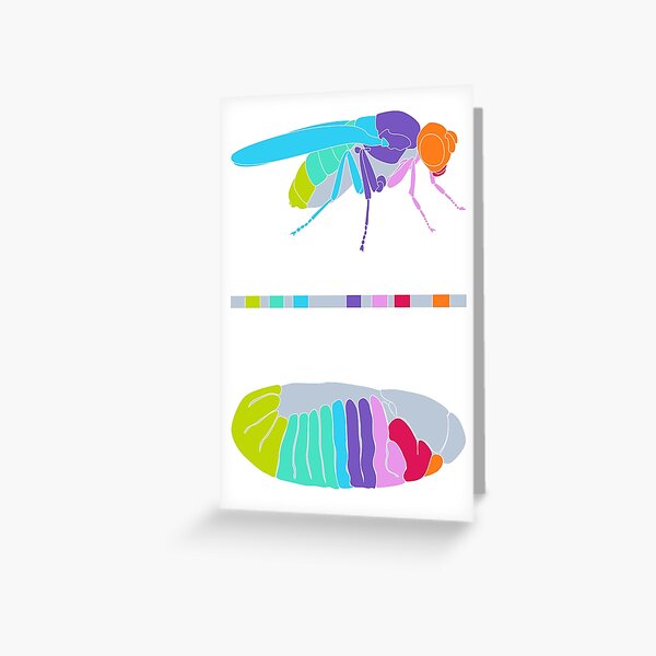 Drosophila Hox Genes Greeting Card
