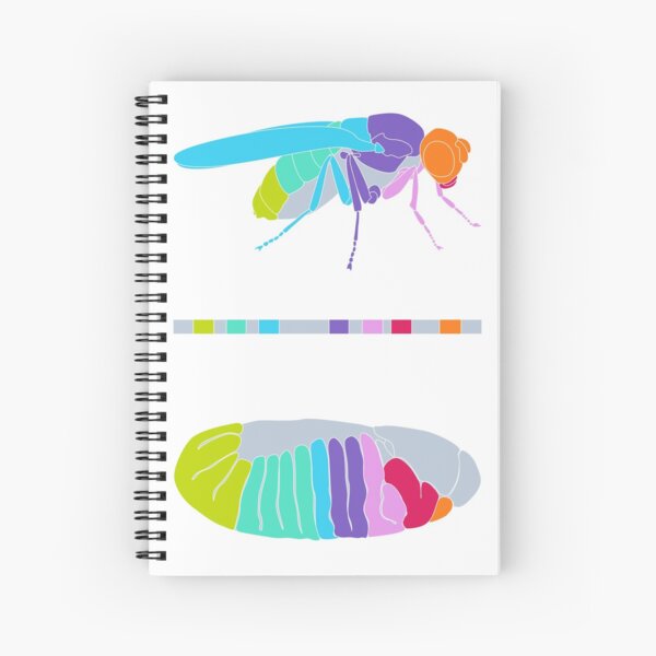 Item preview, Drosophila Hox Genes  designed and sold by thevexedmuddler.