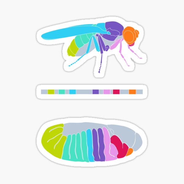 Drosophila Hox Genes  Sticker