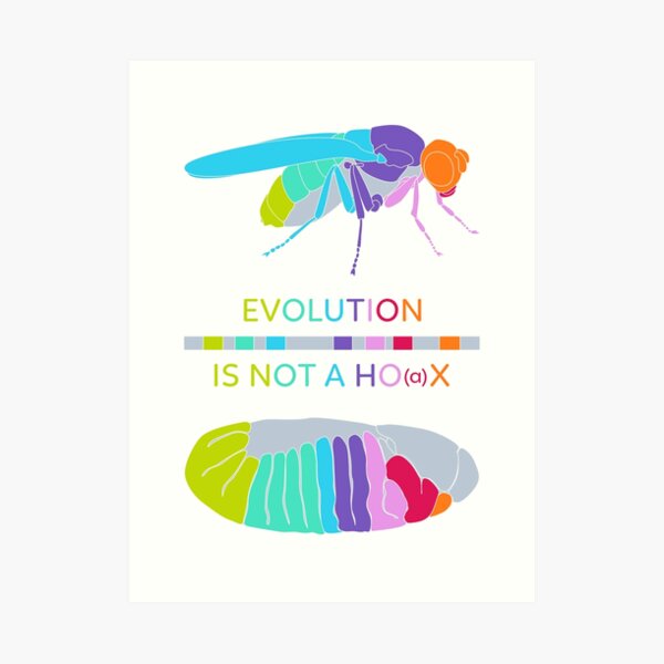 Drosophila Hox Genes - Evolution is not a Ho(a)x Art Print