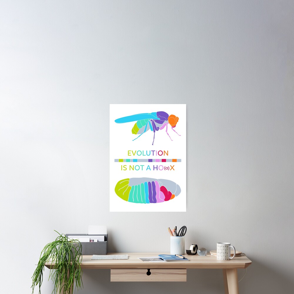 Drosophila Hox Genes - Evolution is not a Ho(a)x Poster
