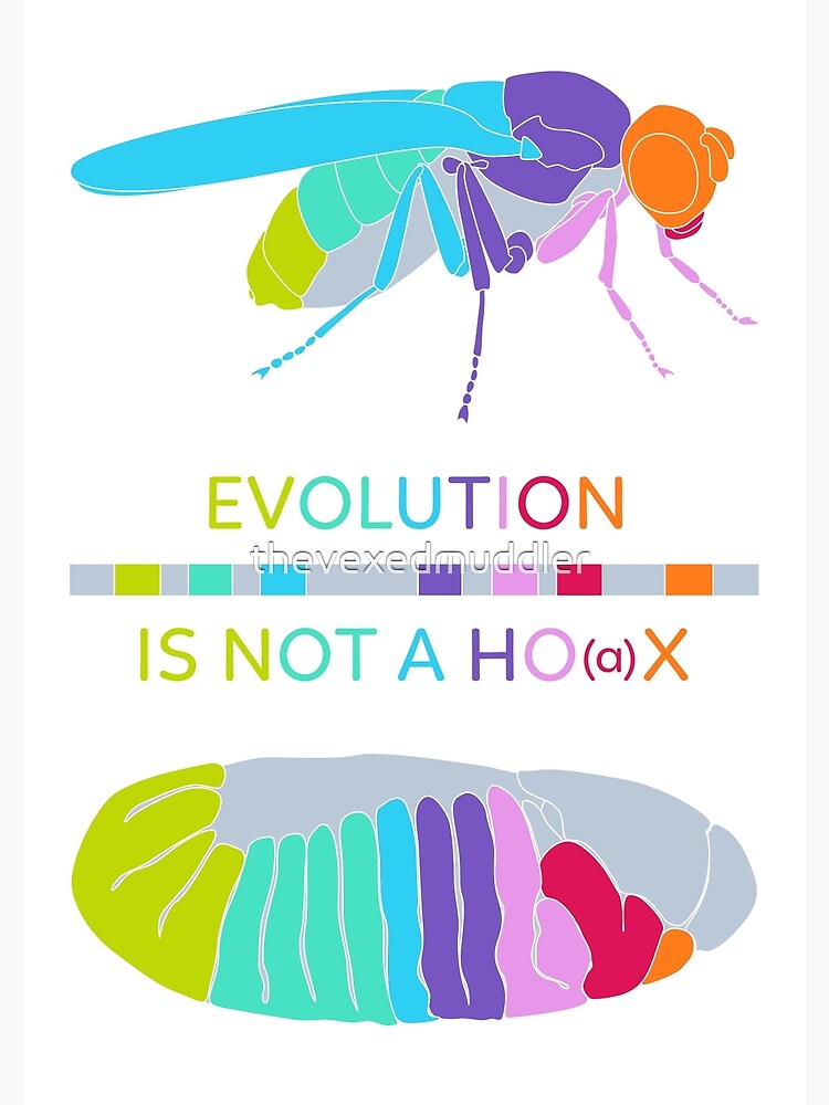 Drosophila Hox Genes - Evolution is not a Ho(a)x by thevexedmuddler
