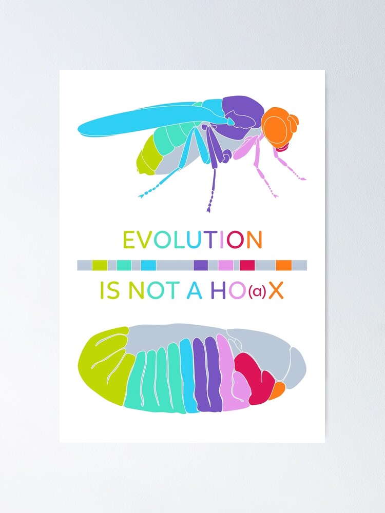 Alternate view of Drosophila Hox Genes - Evolution is not a Ho(a)x Poster