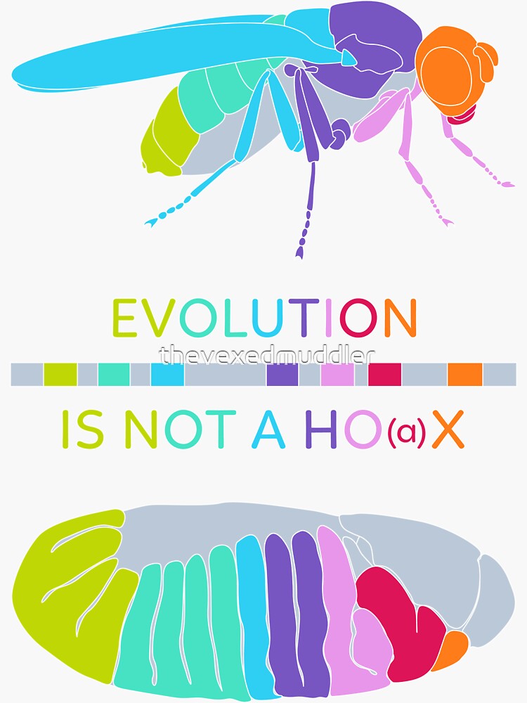 Drosophila Hox Genes - Evolution is not a Ho(a)x by thevexedmuddler