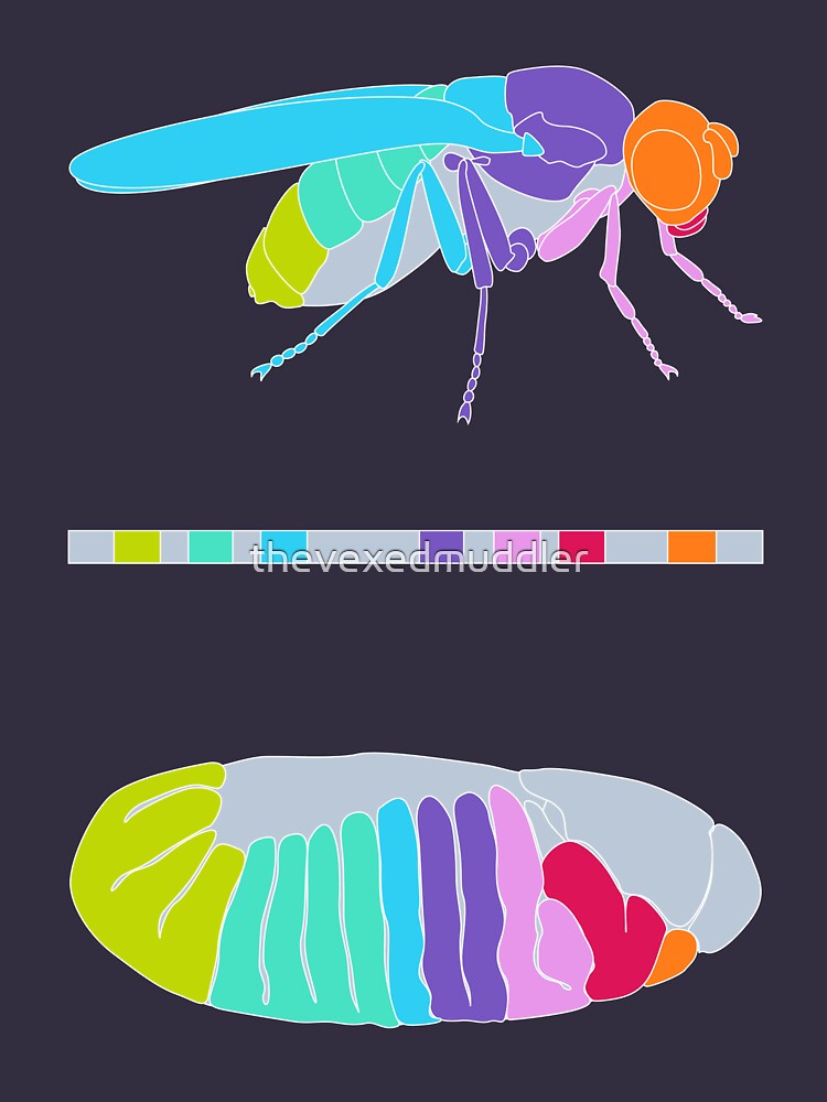 Drosophila Hox Genes by thevexedmuddler