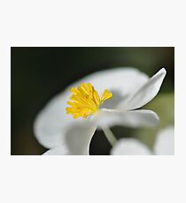 Yellow Fingers In A White Fan Photographic Print