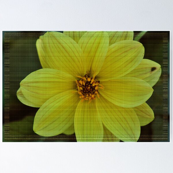 Item preview, Dahlia  designed and sold by MissyD.