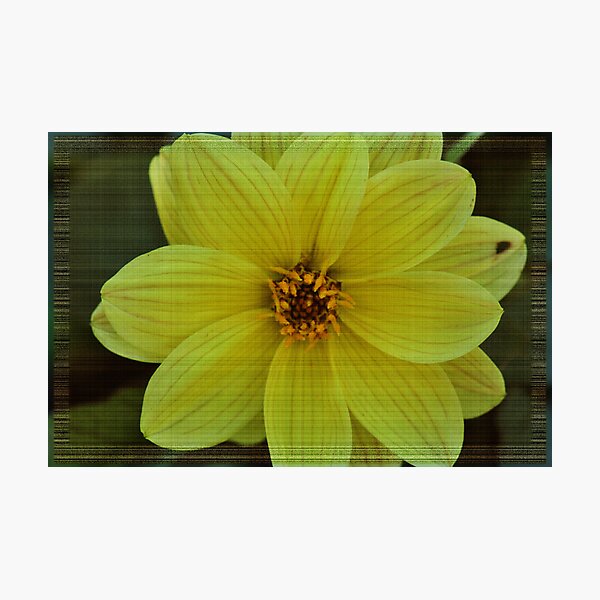 Item preview, Dahlia  designed and sold by MissyD.